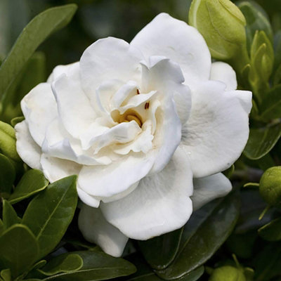 2 x Gardenia Crown Jewel in 9cm Pots - Cape Jasmine - Evergreen Shrubs - 4