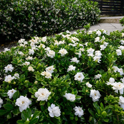 2 x Gardenia Crown Jewel in 9cm Pots - Cape Jasmine - Evergreen Shrubs - 5
