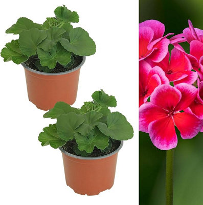 2 x Geranium Raspberry Ice Plant in 13cm Pot - Summer Bedding ...