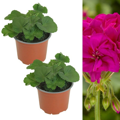 2 x Geranium Violet Rose Plant in 13cm Pot - Summer Bedding Pelargonium ...
