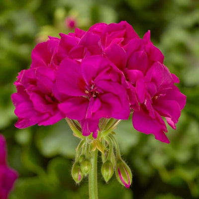 2 x Geranium Violet Rose Plant in 13cm Pot - Summer Bedding Pelargonium ...