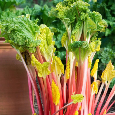 2 x Glaskins Perpetual Rhubarb Crowns - Rheum Rhabarbarum Perennial ...