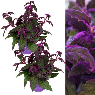 2 x Gynura aurantiaca Purple Passion Indoor Plant in 12cm Pot - Real Evergreen Trailing Houseplant Velvet Touch Foliage