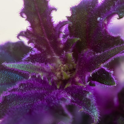 2 x Gynura aurantiaca Purple Passion Indoor Plant in 12cm Pot - Real Evergreen Trailing Houseplant Velvet Touch Foliage