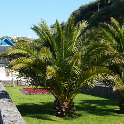 2 x Hardy Phoenix Palm Trees 6080cm Tall in a 15cm Pot Exotic Patio