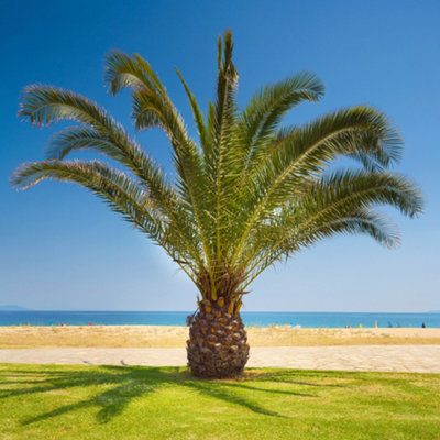2 x Hardy Phoenix Palm Trees 60-80cm Tall in a 15cm Pot - Exotic Patio Plants Perfect for Gardens or House Plants - Tropical Hardy