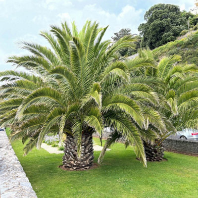2 x Hardy Phoenix Palm Trees 60-80cm Tall in a 15cm Pot - Exotic Patio Plants Perfect for Gardens or House Plants - Tropical Hardy - 3