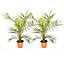 2 x Hardy Phoenix Palm Trees 60-80cm Tall in a 15cm Pot - Exotic Patio Plants Perfect for Gardens or House Plants - Tropical Hardy