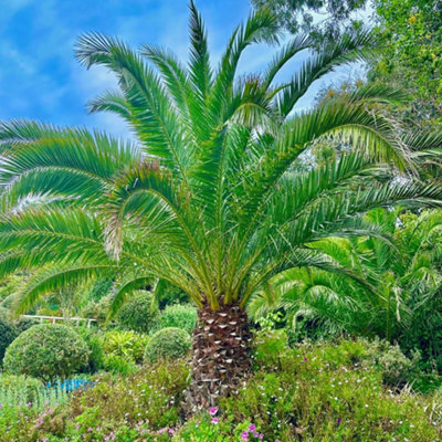 2 x Hardy Phoenix Palm Trees 60-80cm Tall in a 15cm Pot - Exotic Patio Plants Perfect for Gardens or House Plants - Tropical Hardy - 4