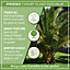 2 x Hardy Phoenix Palm Trees 60-80cm Tall in a 15cm Pot - Exotic Patio Plants Perfect for Gardens or House Plants - Tropical Hardy
