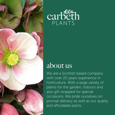 2 x Helleborus Pink Marble Christmas Rose Plants in 9cm Pots - Autumn Winter Flowering - 8