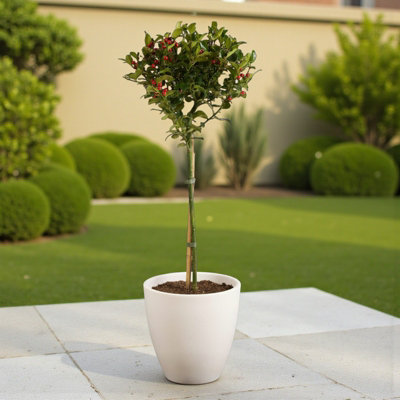 2 x Holly Ilex Blue Maid Standard Patio Tree in 3L Pot - Hardy ...
