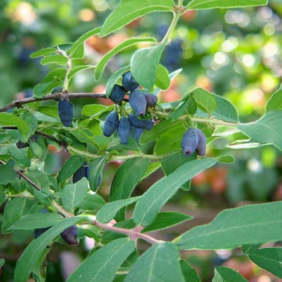 2 x Honeyberry Plant in 9cm Pot - Lonicera Caerulea Morena - Hardy Blue  Berry Bush for UK