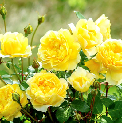 2 x Honeymoon Bare Root Rose - A Graded Bold Yellow Rose Bush with ...