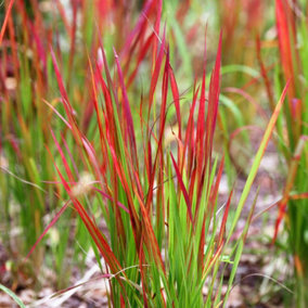 2 x Imperata cylindrica in 9cm Pots - Japanese Blood Grass - Striking Red Ornamental Grass