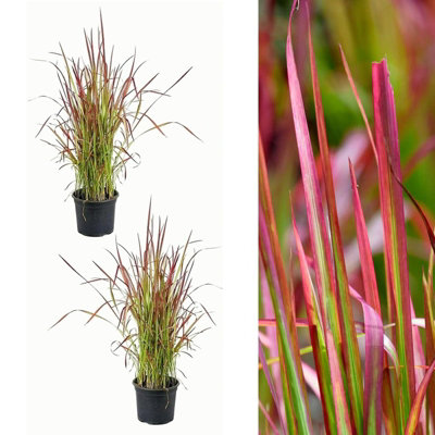 2 x Imperata cylindrica in 9cm Pots - Japanese Blood Grass - Striking Red Ornamental Grass