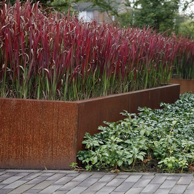 2 x Imperata cylindrica in 9cm Pots - Japanese Blood Grass - Striking Red Ornamental Grass - 3