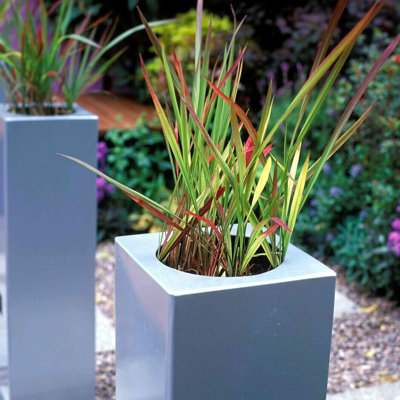 2 x Imperata cylindrica in 9cm Pots - Japanese Blood Grass - Striking Red Ornamental Grass - 5