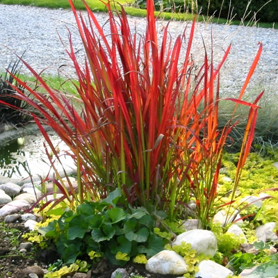 2 x Imperata cylindrica in 9cm Pots - Japanese Blood Grass - Striking Red Ornamental Grass - 6