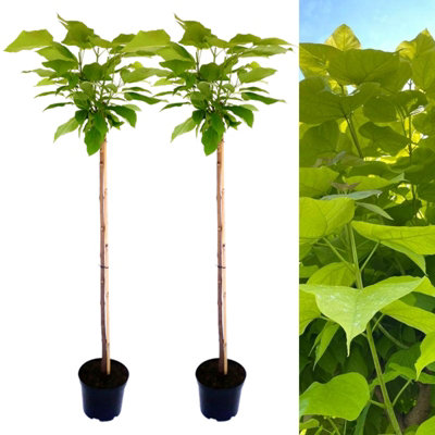 2 x Indian Bean Trees on 60cm Stem in 3L Pots - Catalpa bignonioides Nana - Compact Deciduous Trees
