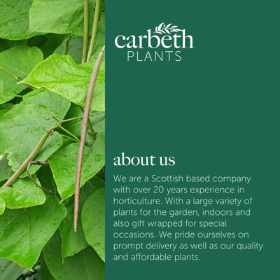 2 x Indian Bean Trees on 60cm Stem in 3L Pots - Catalpa bignonioides Nana - Compact Deciduous Trees - 8