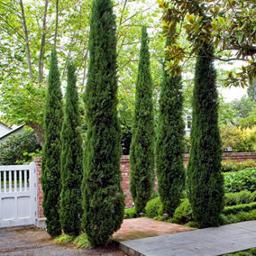 2 x Italian Cypress Trees 1.2 - 1.4m Tall in 20cm Pots Ornamental Evergreen Shrubs Pair of Italian Cypress