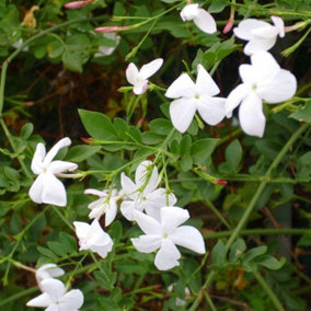 2 x Jasmine Officinale in 9cm Pots - Star Jasmine Plants - Scented Flowers
