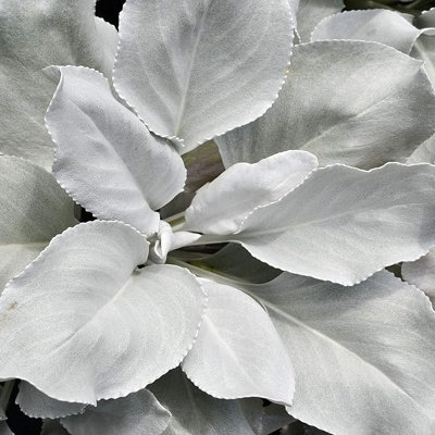 2 x Large Senecio Angel Wings in 9cm Pots - Amazing Unusual Hardy Plants