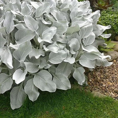 2 x Large Senecio Angel Wings in 9cm Pots - Amazing Unusual Hardy Plants - 4