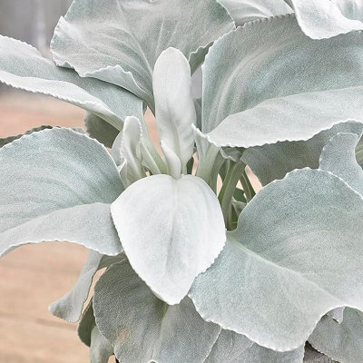 2 x Large Senecio Angel Wings in 9cm Pots - Amazing Unusual Hardy Plants - 5