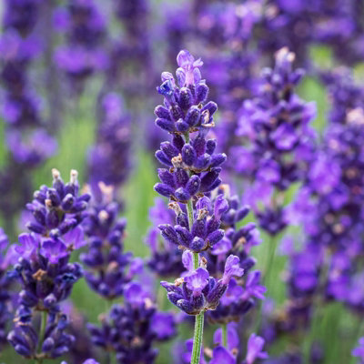 2 x Lavender Hidcote Plants - English Lavender Bush in a 13cm Pot Ready to Plant