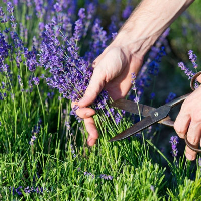 2 x Lavender Hidcote Plants - English Lavender Bush in a 13cm Pot Ready to Plant - 3