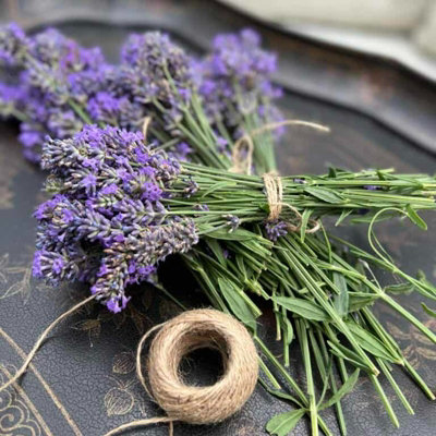 2 x Lavender Hidcote Plants - English Lavender Bush in a 13cm Pot Ready to Plant - 4