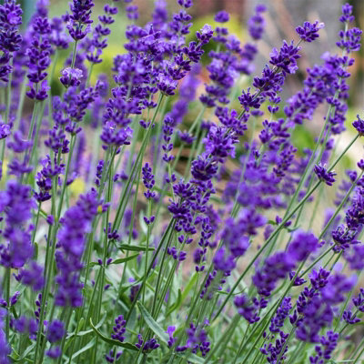 2 x Lavender Hidcote Plants - English Lavender Bush in a 13cm Pot Ready to Plant - 5