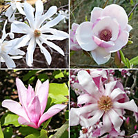 2 x Magnolia Mix - Assorted Flowering Trees for Captivating UK Gardens - Outdoor Plants (30-40cm Height Including Pot)