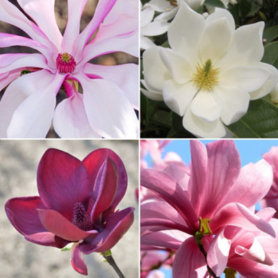 2 x Magnolia Mix - Assorted Flowering Trees for Captivating UK Gardens - Outdoor Plants (30-40cm Height Including Pot)