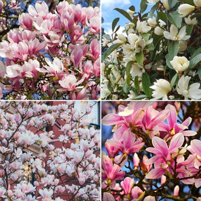 2 x Magnolia Mix - Assorted Flowering Trees for Captivating UK Gardens - Outdoor Plants (30-40cm Height Including Pot) - 3