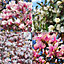 2 x Magnolia Mix - Assorted Flowering Trees for Captivating UK Gardens - Outdoor Plants (30-40cm Height Including Pot)