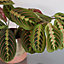 2 x Maranta Red Stripe - 15-20cm High inc Pot - Mini Indoor Plants