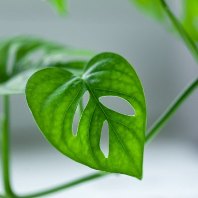 2 x Monstera obliqua Monkey Mask in 5cm Pots - Mini Air Purifying Potted  Indoor Plant - Easy