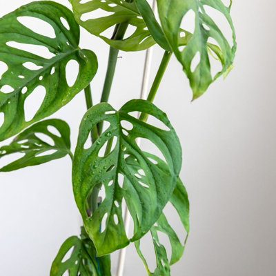 philodendron marble pink princess Philodendron Pink Princess – Coollective Plants