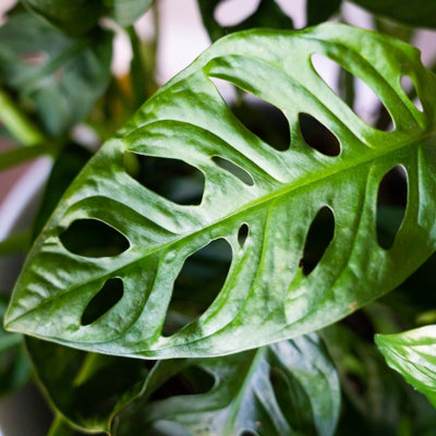 2 x Monstera obliqua Monkey Mask in 5cm Pots - Mini Air Purifying Potted  Indoor Plant - Easy