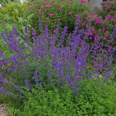 2 x Nepeta Six Hills Giant in 1L Pot - Catmint - Herbaceous Perennial