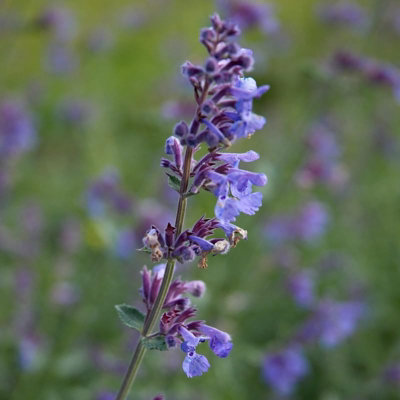 2 x Nepeta Six Hills Giant in 1L Pot - Catmint - Herbaceous Perennial