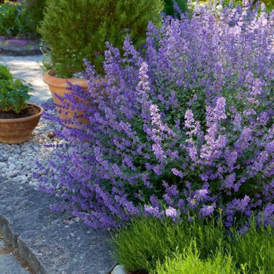 2 x Nepeta Six Hills Giant in 1L Pot - Catmint - Herbaceous Perennial