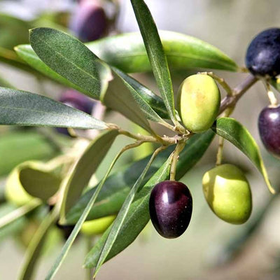 2 x Olive Trees with Mature Stems - Outdoor 'Olea Europa' in a 14cm Pot
