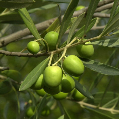 2 x Olive Trees with Mature Stems - Outdoor 'Olea Europa' in a 14cm Pot - 3