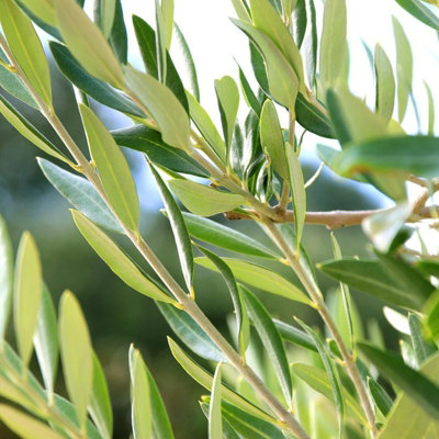 2 x Olive Trees with Mature Stems - Outdoor 'Olea Europa' in a 14cm Pot - 5