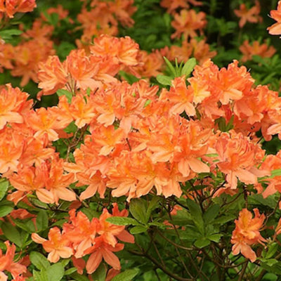 2 x Orange Azaleas - Vibrant Flowering Shrubs for Colourful UK Gardens - Outdoor Plants (20-30cm Height Including Pot) - 3