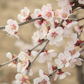 2 x Ornamental Prunus incisa 'Kojo-no-Mai' Fuji Cherry Tree in a 9cm Pot Established Garden Ready Plants for Gardens